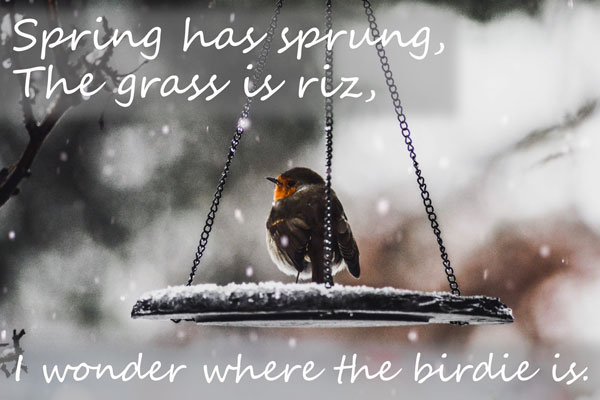 Spring has sprung, the grass has riz, I wonder where the birdie is.  Old saying, it's springtime, so why is it so cold?!!