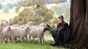 image from the Weekly times article featuring our farm June 2015